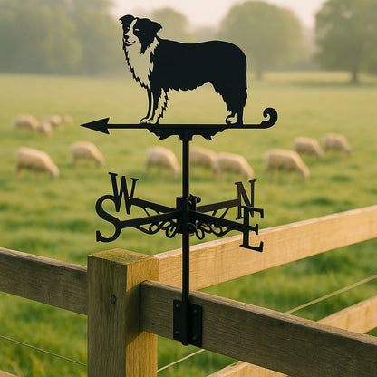 Border Collie Stainless Steel Weathervane - MISSIRON