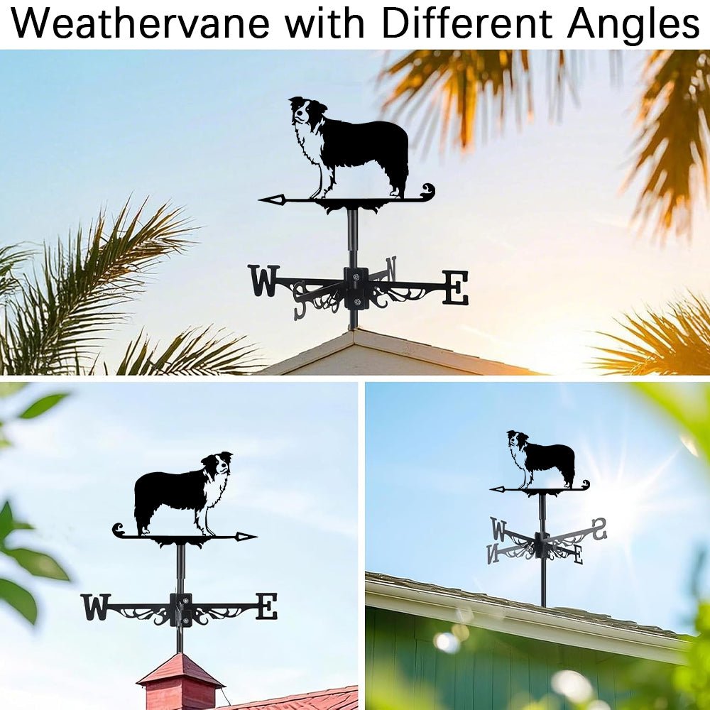 Border Collie Stainless Steel Weathervane - MISSIRON