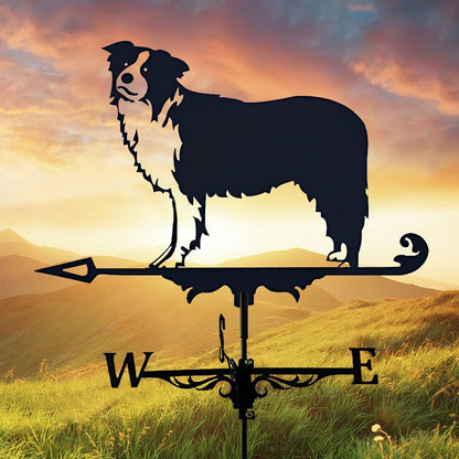 Border Collie Stainless Steel Weathervane - MISSIRON
